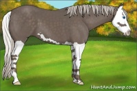 Horse Color:Silver Black Splash 