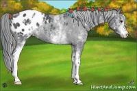 Horse Color:White Spotted Black Chinchilla Appaloosa Rabicano 