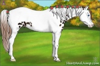 Horse Color:Chestnut Ice Splash Tobiano Near Leopard 
