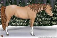 Horse Color:Bay Pearl Rabicano 