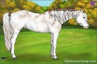 Horse Color:Palomino Sabino Rabicano