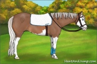 Horse Color:Silver Bay Roan Splash 