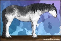 Horse Color:White Spotted Black Sabino