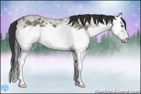 Horse Color:Grullo Ice Splash Frame