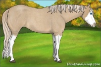 Horse Color:Palomino Roan Splash 