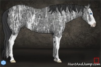 Horse Color:White Spotted Black Ice Splash 
