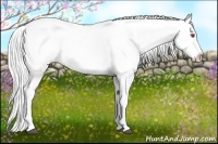 Horse Color:Chestnut Chinchilla Appaloosa