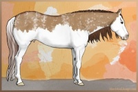 Horse Color:White Spotted Red Dun Splash  Brindle