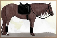Horse Color:Chocolate Black  Brindle