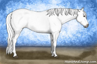 Horse Color:Gray Chestnut Near Leopard