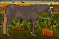 Horse Color:Liver Red Roan 