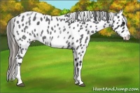 Horse Color:White Spotted Blue Roan Splash Frame Appaloosa 