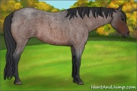 Horse Color:Bay Roan 