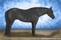 Horse Color:Black  Brindle