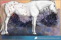 Horse Color:Chestnut Appaloosa