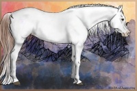 Horse Color:Chestnut Appaloosa 