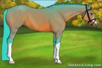 Horse Color:Watercolor Bay 