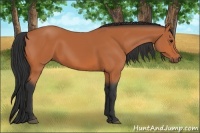 Horse Color:Bay 