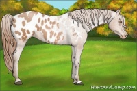 Horse Color:Brown Pearl Appaloosa 