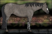 Horse Color:Grullo  and Grullo 