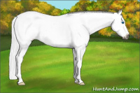 Horse Color:Gray White Spotted Silver Bay Dun Splash Tobiano Frame Appaloosa Rabicano 