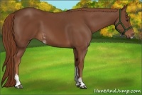 Horse Color:Chestnut Sabino 