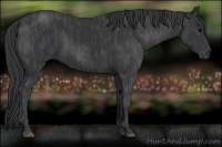 Horse Color:Black  Brindle