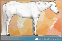 Horse Color:Plaid  Liver Red Dun Sabino Splash  and Plaid  Liver Red Dun Sabino Splash 