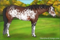 Horse Color:Bay Splash Frame  and Bay Splash Frame 