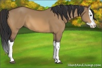 Horse Color:Bay Dun Splash
