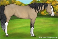 Horse Color:Bay Dun Splash