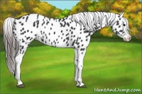 Horse Color:Black Appaloosa  and Black Appaloosa 