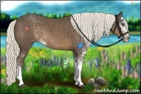 Horse Color:Chocolate Palomino Sabino 