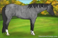 Horse Color:Blue Roan 