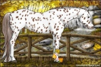 Horse Color:Chestnut Appaloosa  Brindle