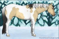 Horse Color:Buckskin Dun Tobiano 