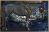 Horse Color:Black Appaloosa and Black Appaloosa