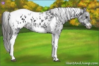 Horse Color:White Spotted Black Splash Tobiano Frame Appaloosa 