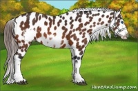 Horse Color:Bay Frame Appaloosa 