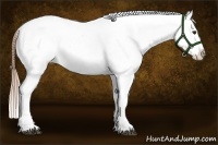 Horse Color:Red Dun Splash Near Leopard 