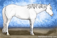 Horse Color:Gold Cream Champagne Appaloosa 