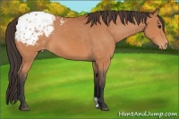 Horse Color:Bay Appaloosa 