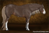Horse Color:Liver Chestnut Sabino