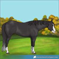 Horse Color:Smoky Black Splash 