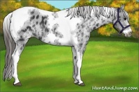Horse Color:White Spotted Black Splash Tobiano Frame Varnish 