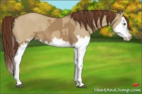 Horse Color:Red Dun Splash  and Red Dun Splash 