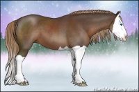 Horse Color:Liver Chestnut Splash 