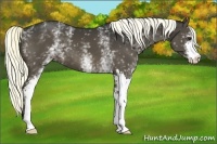 Horse Color:White Spotted Liver Chestnut Sabino 