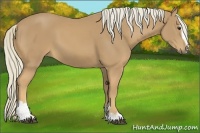 Horse Color:Palomino Sabino