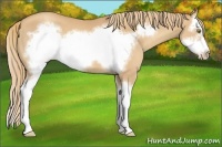 Horse Color:Gold Champagne Splash Frame 